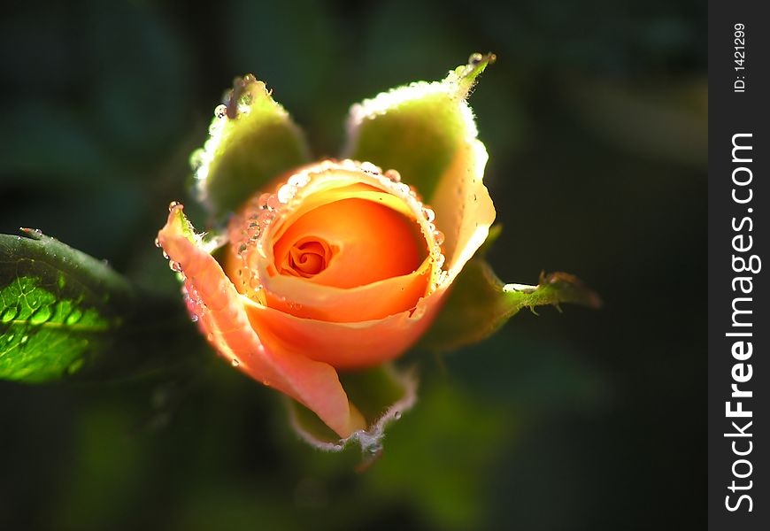 A yellow-orange rose in shade