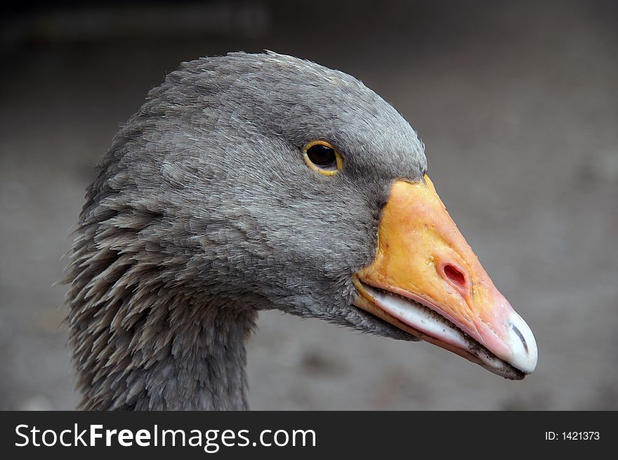 Greylag Close-up