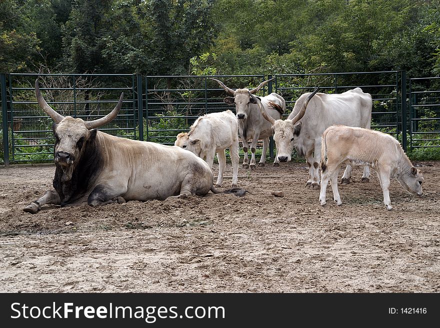 This picture show a little herd of longhorns in zoo of berlin