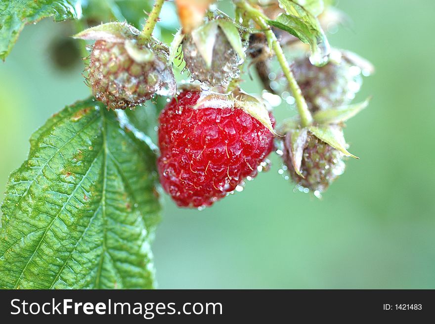 Raspberry on blur green background