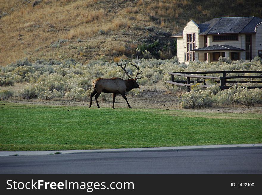 Elk Hanging Out On The Lawn