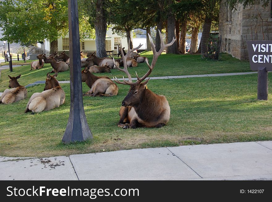 Herd of elk hanging out at the Visitors Center in Yellowstone National Park