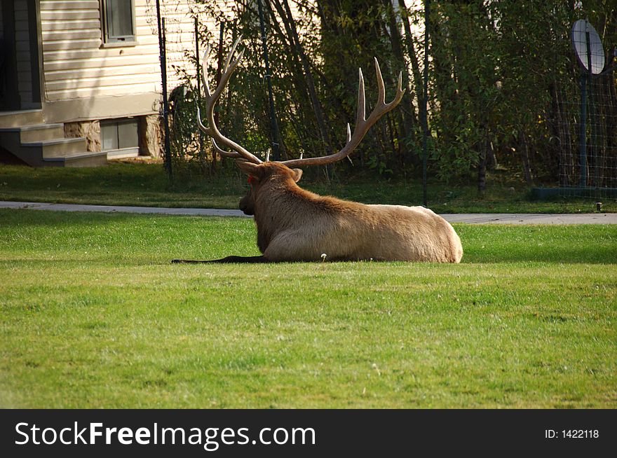 Elk Hanging Out On The Lawn