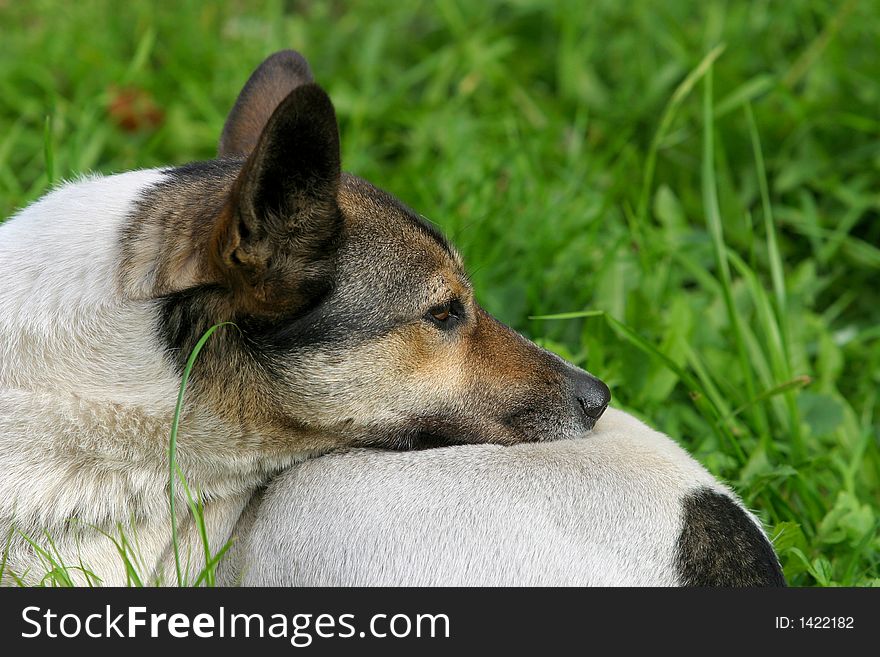 The image of a stray dog laying on a grass