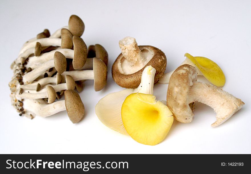 Mushroom Selection