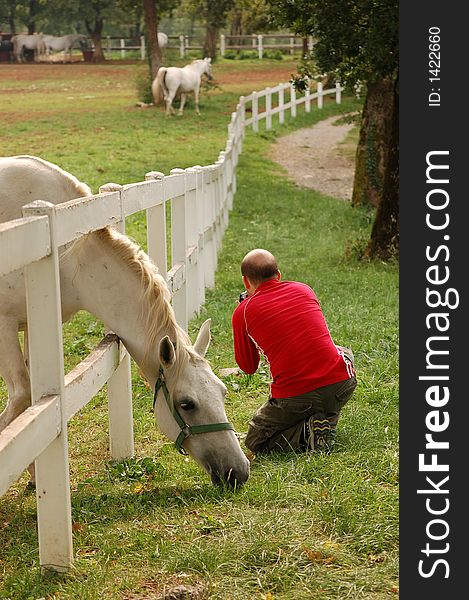 This situation was in Slovenia in the Lupica White Horses Farm in Slovenia. This fotographer is trying to take a picture of the fense. This situation was in Slovenia in the Lupica White Horses Farm in Slovenia. This fotographer is trying to take a picture of the fense.