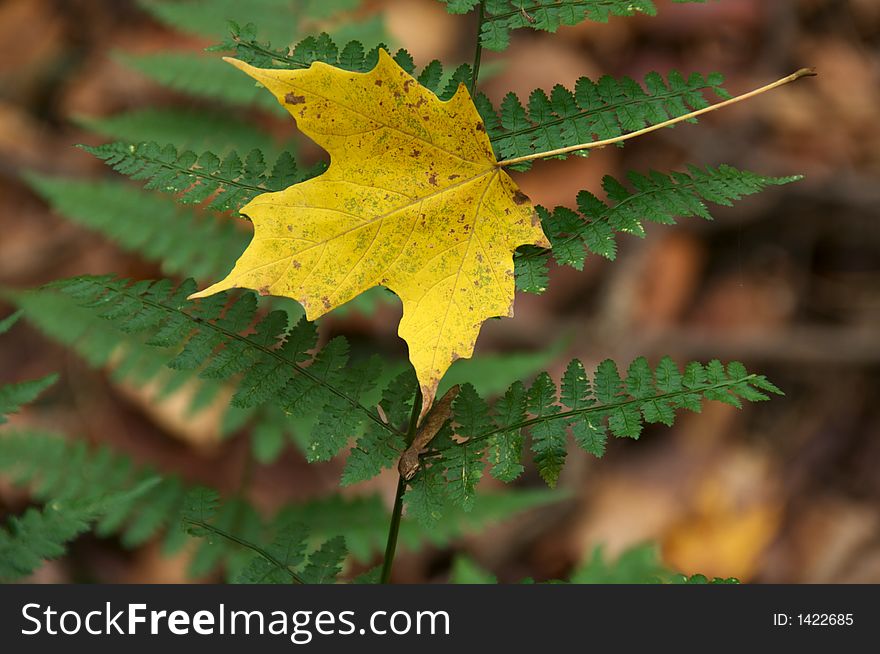 Yellow Maple leaf caught on fern