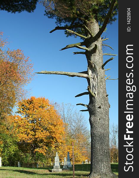 Old half dead pine tree over looking graves. Old half dead pine tree over looking graves