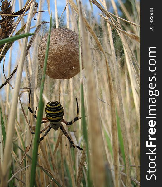 A spider mum in the grass