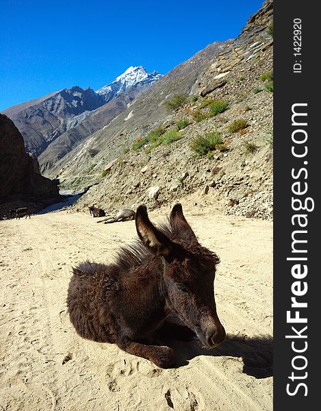 Small donkey during a break, Ladakh, India.