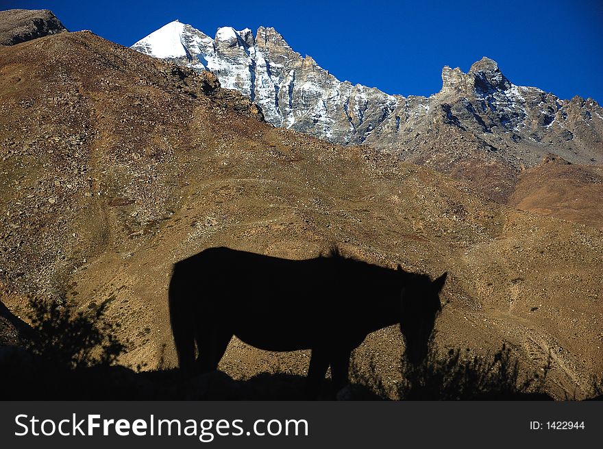 A wild himalayan horse, Ladakh, India. A wild himalayan horse, Ladakh, India.