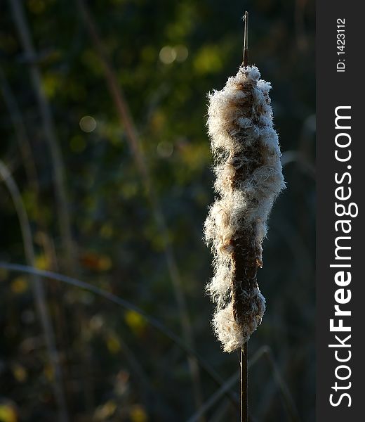 A frosty cat tail in a Michigan marsh at sunrise. A frosty cat tail in a Michigan marsh at sunrise.