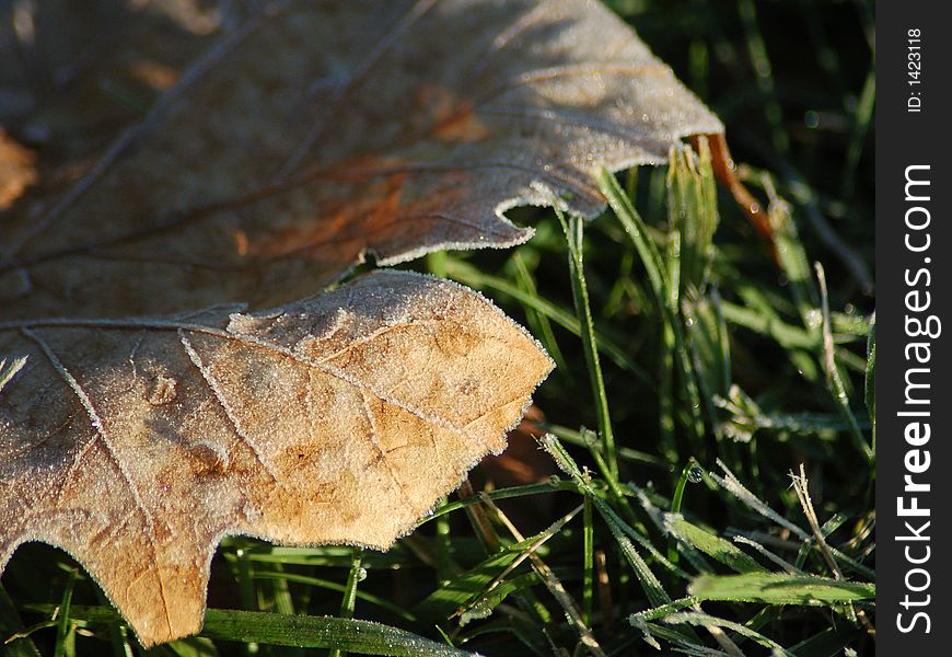 The detailed edge of a leaf on the first frosty Michigan morning