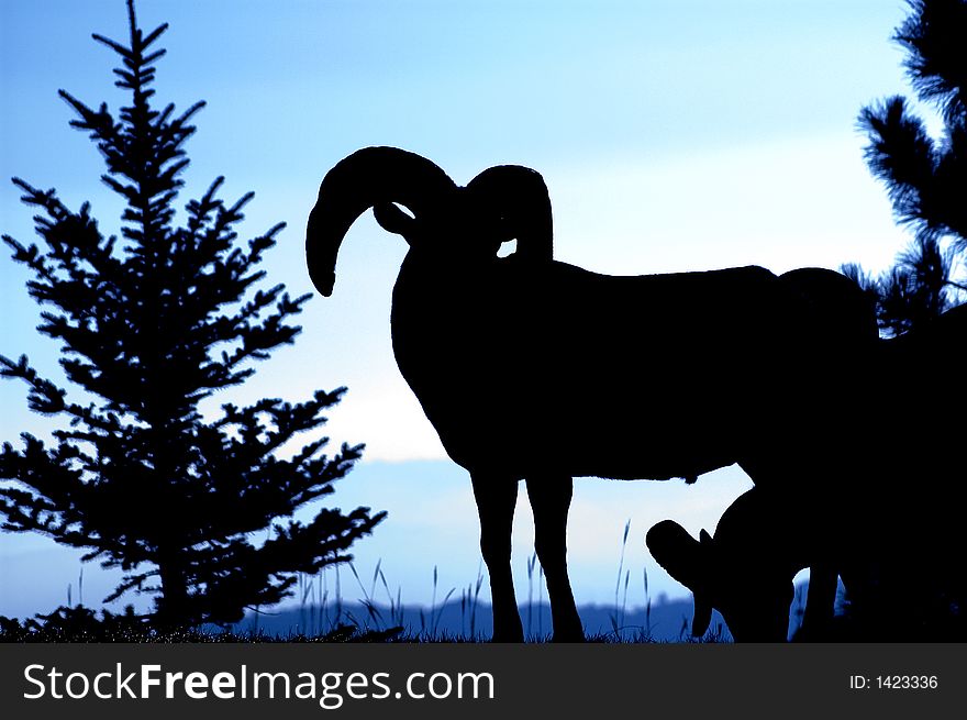 Silhouette of a Rocky Mountain bighorn ram standing near silhouette of pine tree. Silhouette of a Rocky Mountain bighorn ram standing near silhouette of pine tree