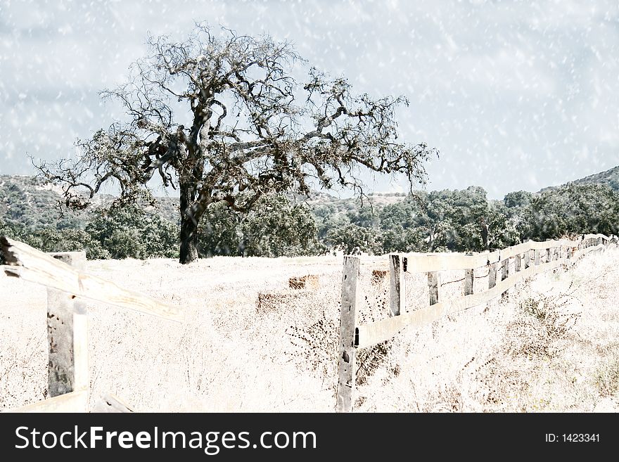 Oak Tree And Fence In The Snow