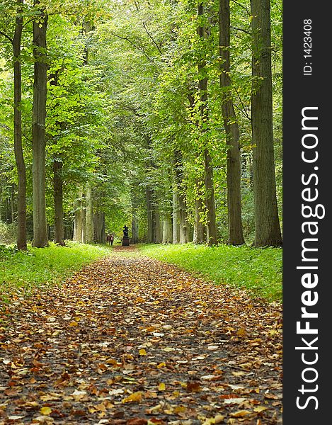 A path through the forest in autumn. A path through the forest in autumn