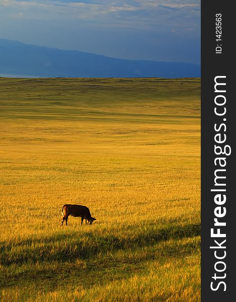Cow, yellow field and mountains
