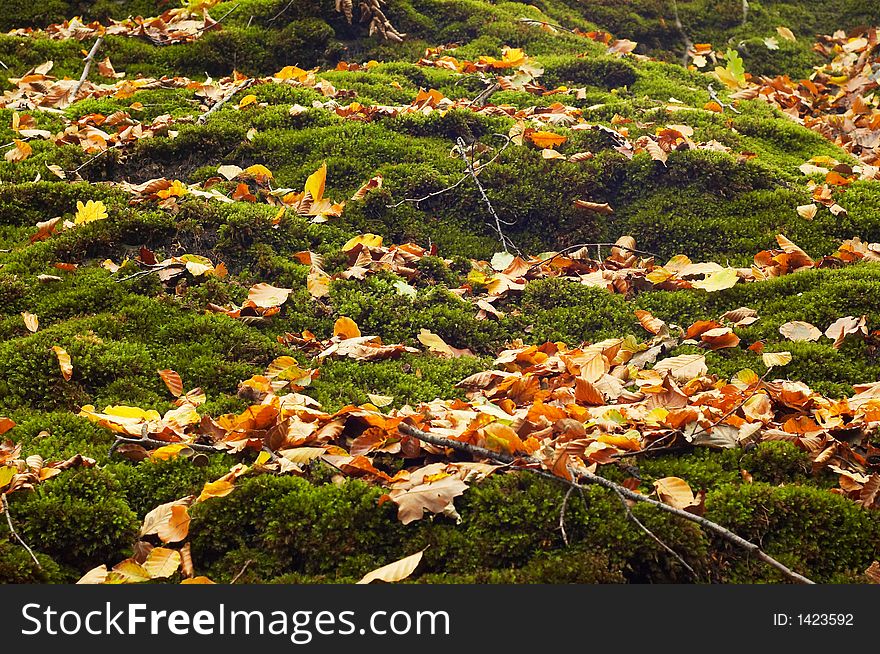 Forest floor in autumn background. Forest floor in autumn background