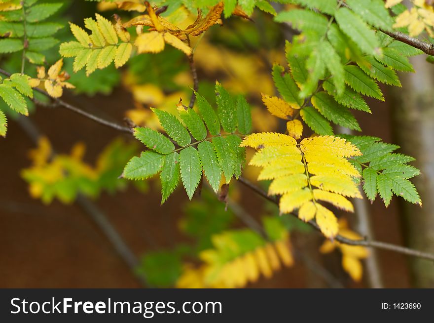 Abstract autumn leaves background( shallow dof!). Abstract autumn leaves background( shallow dof!)