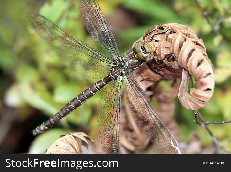 Dragonfly posing on a dried leaf in the woods