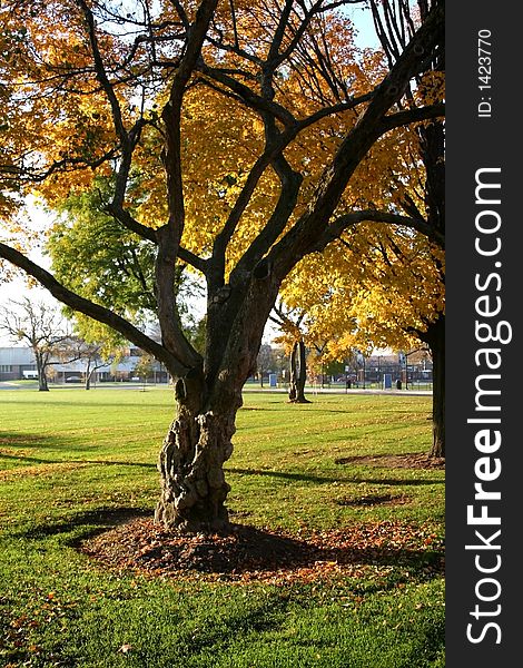 Single tree with yellow leaves. Single tree with yellow leaves