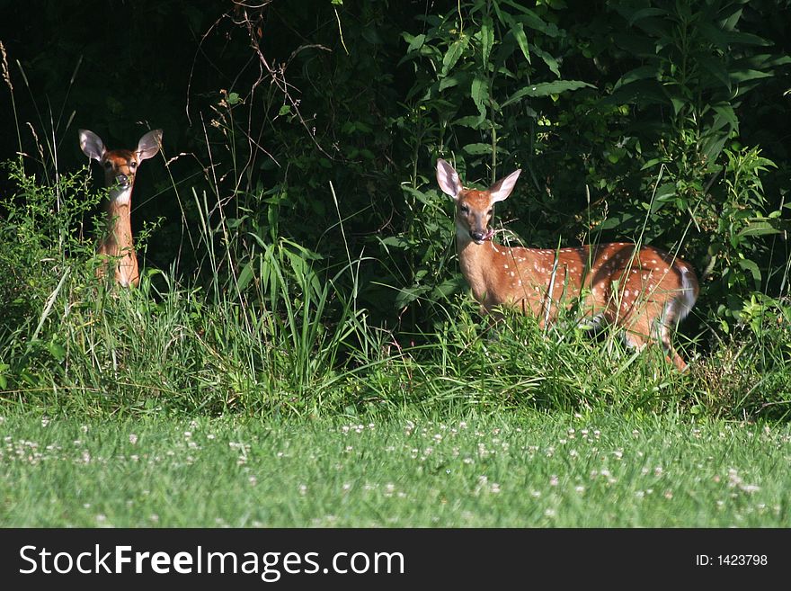 A photo of a deer with a fawn in a park