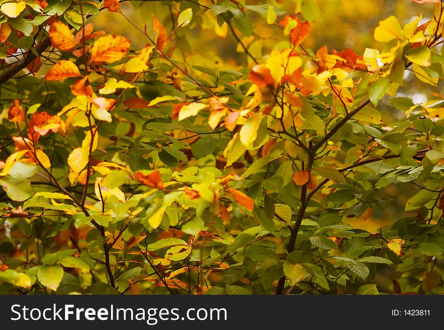 Abstract autumn leaves background( shallow dof!). Abstract autumn leaves background( shallow dof!)