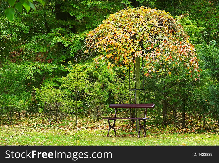 Beautiful autumn colors in the park. Beautiful autumn colors in the park