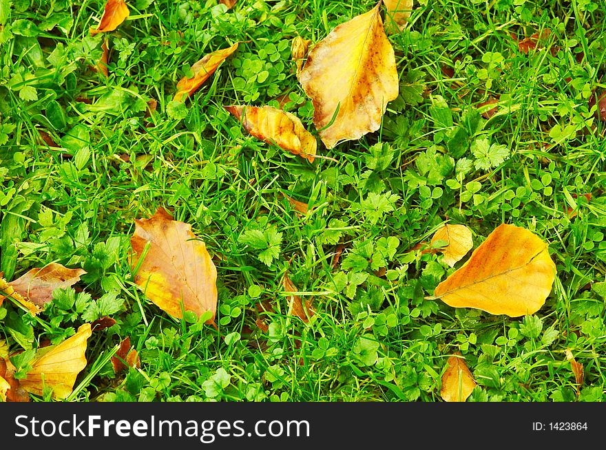 Autumn leaves on the forest floor. Autumn leaves on the forest floor
