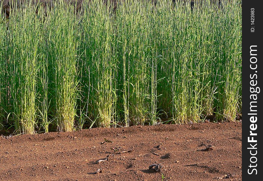 Fresh young sprouts of cereals at the agriculture farm field