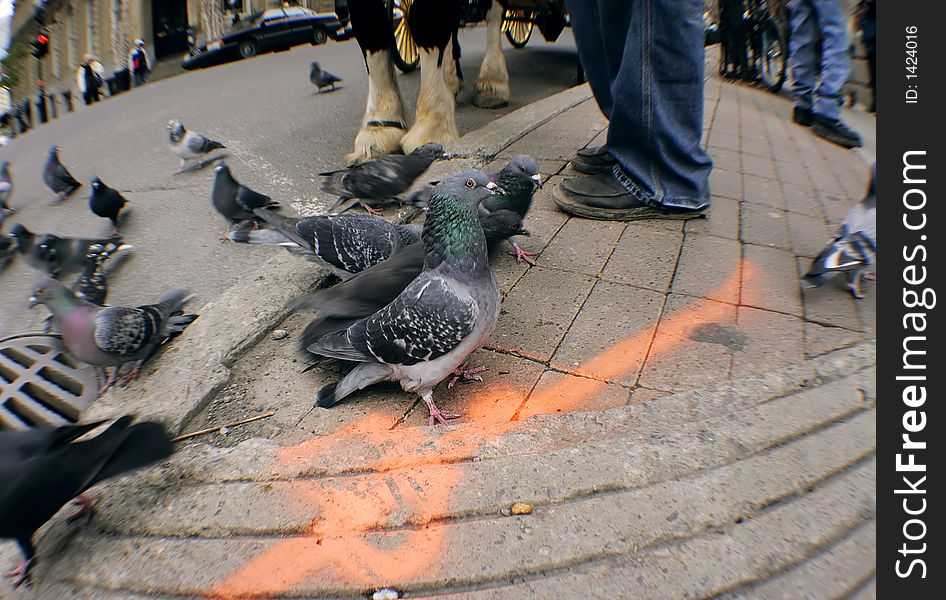 Pigeon eating seeds, while one of them look at you. Pigeon eating seeds, while one of them look at you