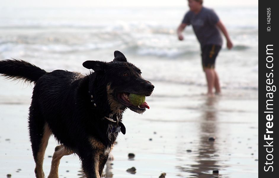 A dog at the beach playing catch
