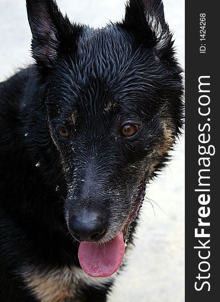 A german shepherds wet face panting. A german shepherds wet face panting