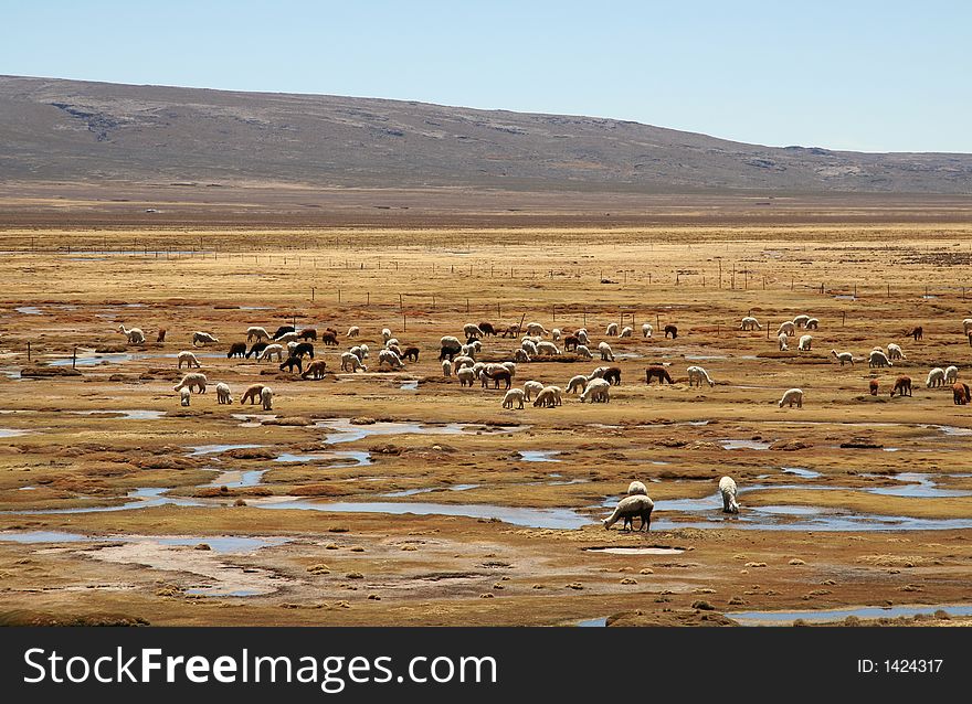 Alpacas pasture on the Andes grassland in Peru. Alpacas pasture on the Andes grassland in Peru