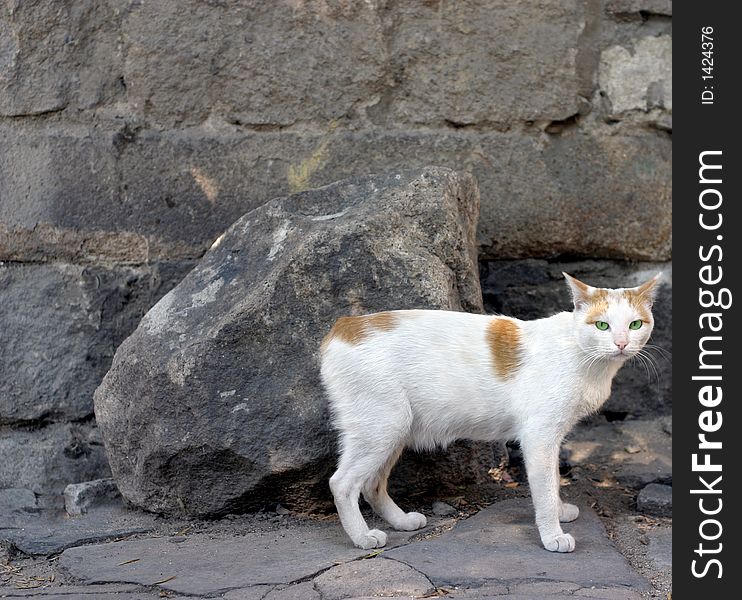 The cat from Gabrovo without a tail