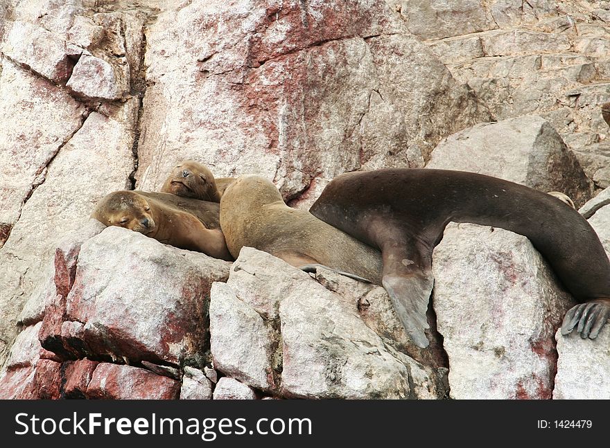 Sea lions overlies on stone