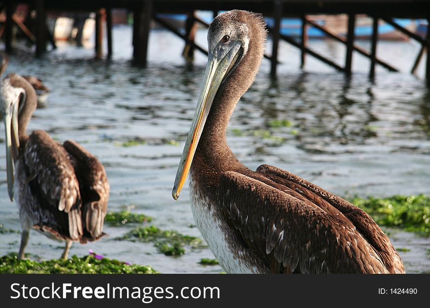Peaceful pelican on the sea coast. Peaceful pelican on the sea coast