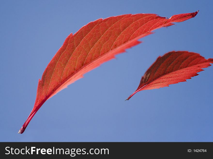 Macro photography of two red flying leaves