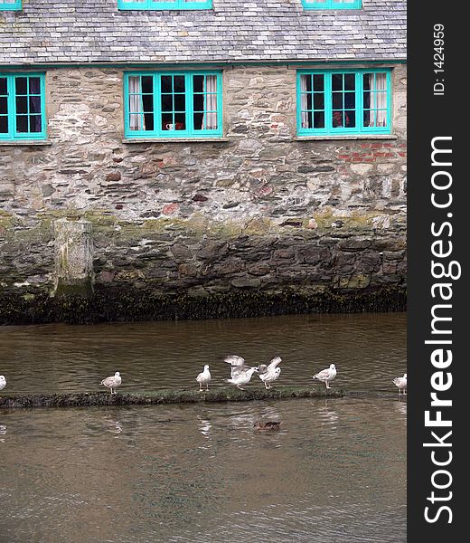 Seagulls in harbour, preening themselves