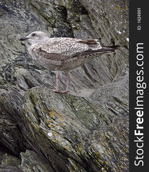 Young seagull disguised against rocks. Young seagull disguised against rocks