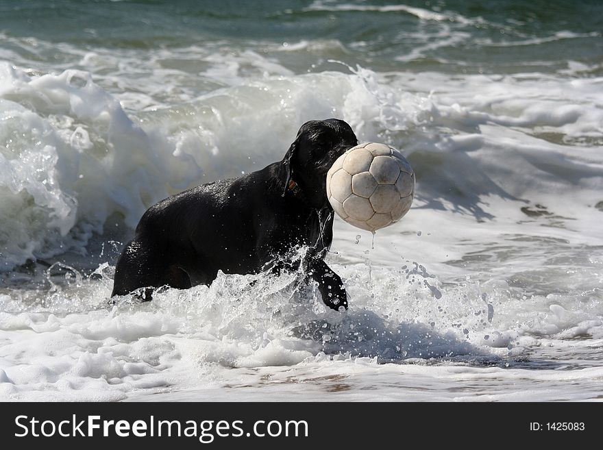 Dog with white ball in the sea. Dog with white ball in the sea