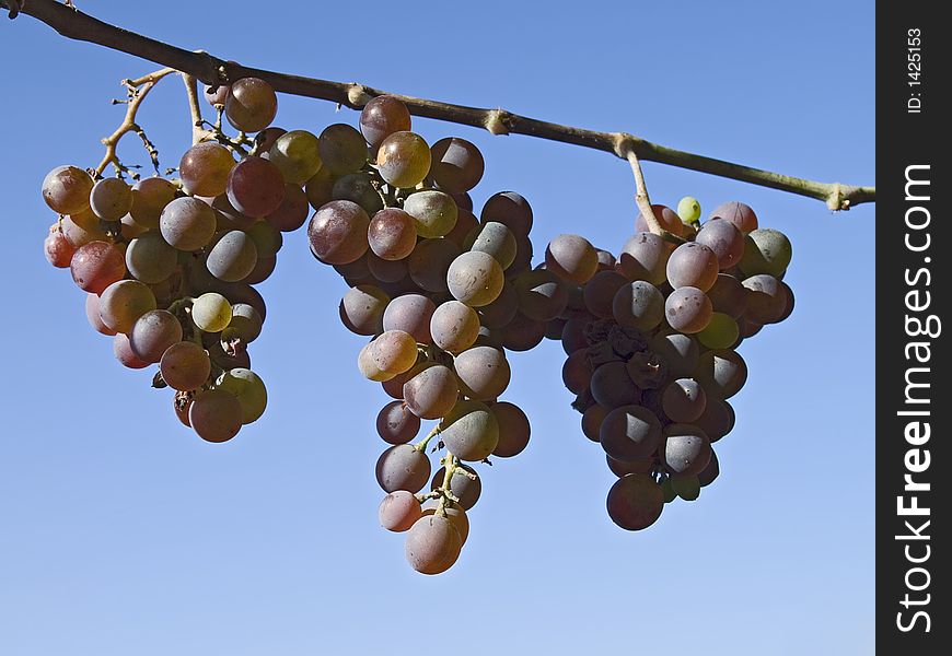 Three grape bunches on a grape-vine. Three grape bunches on a grape-vine