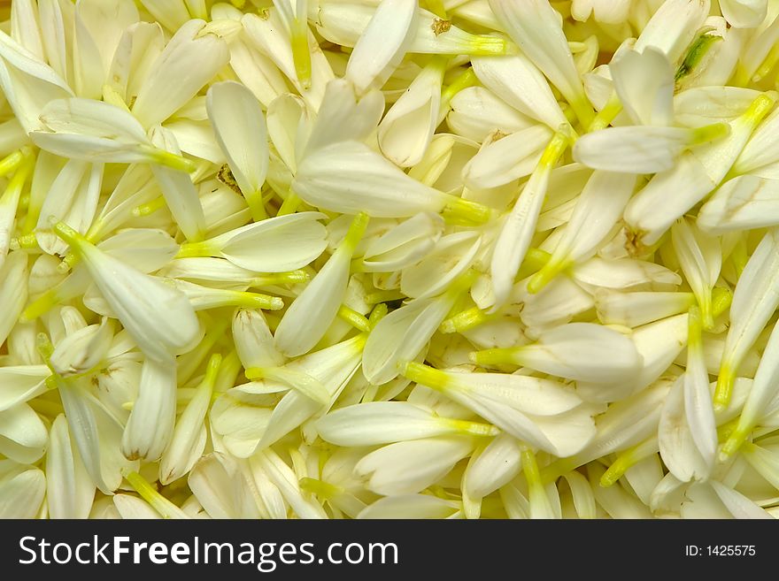 Background of colorful flower petals