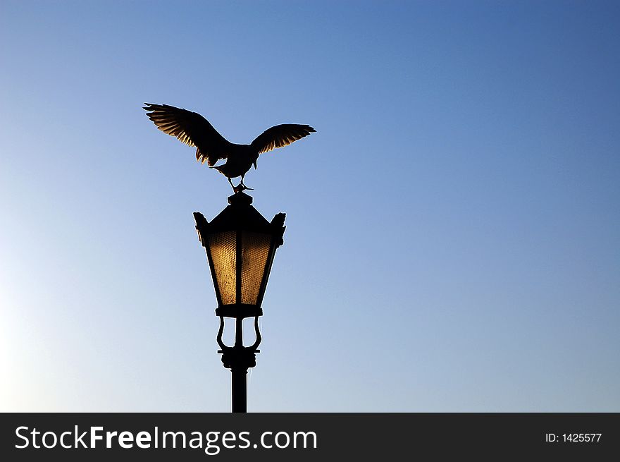 Landing seagull on post lamp