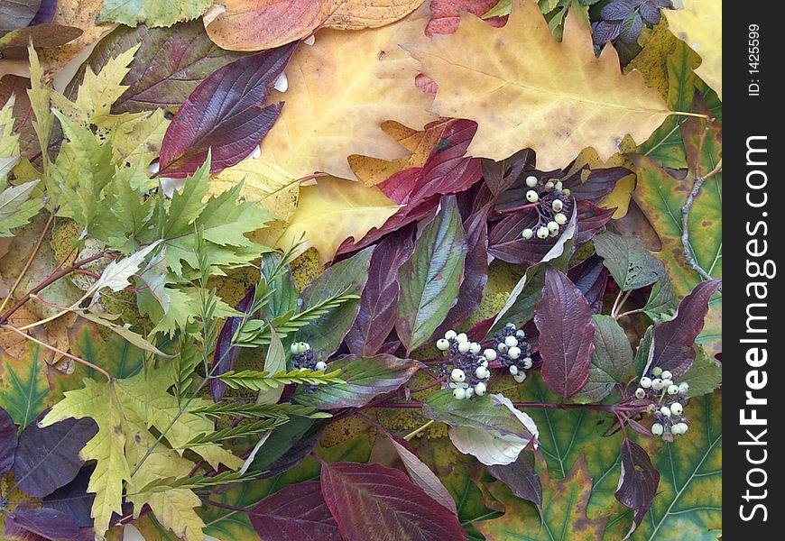 Different autumn colourful leafs (natural background). Different autumn colourful leafs (natural background)