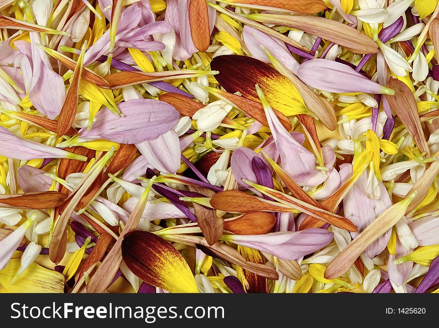 Background of colorful flower petals