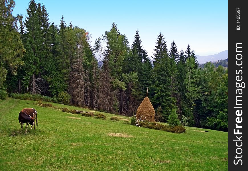 Cow And Haycock