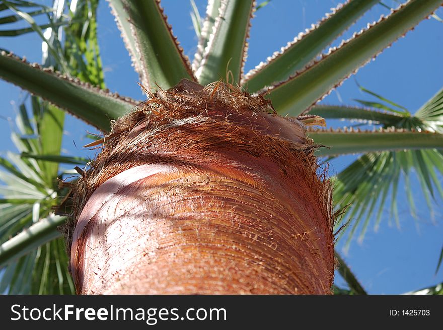 A shaved washington palm tree with its upper leaves. A shaved washington palm tree with its upper leaves