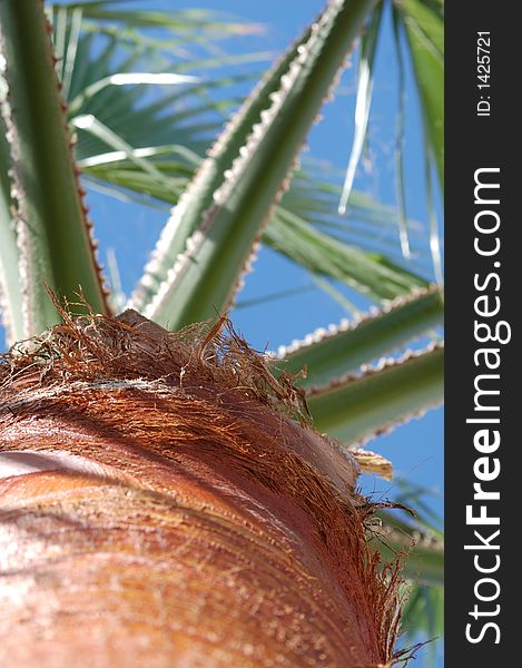 Washington palm up close