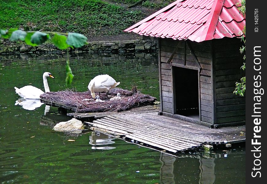 Two mature swans near their nest and two babies born two days ago. Two mature swans near their nest and two babies born two days ago.